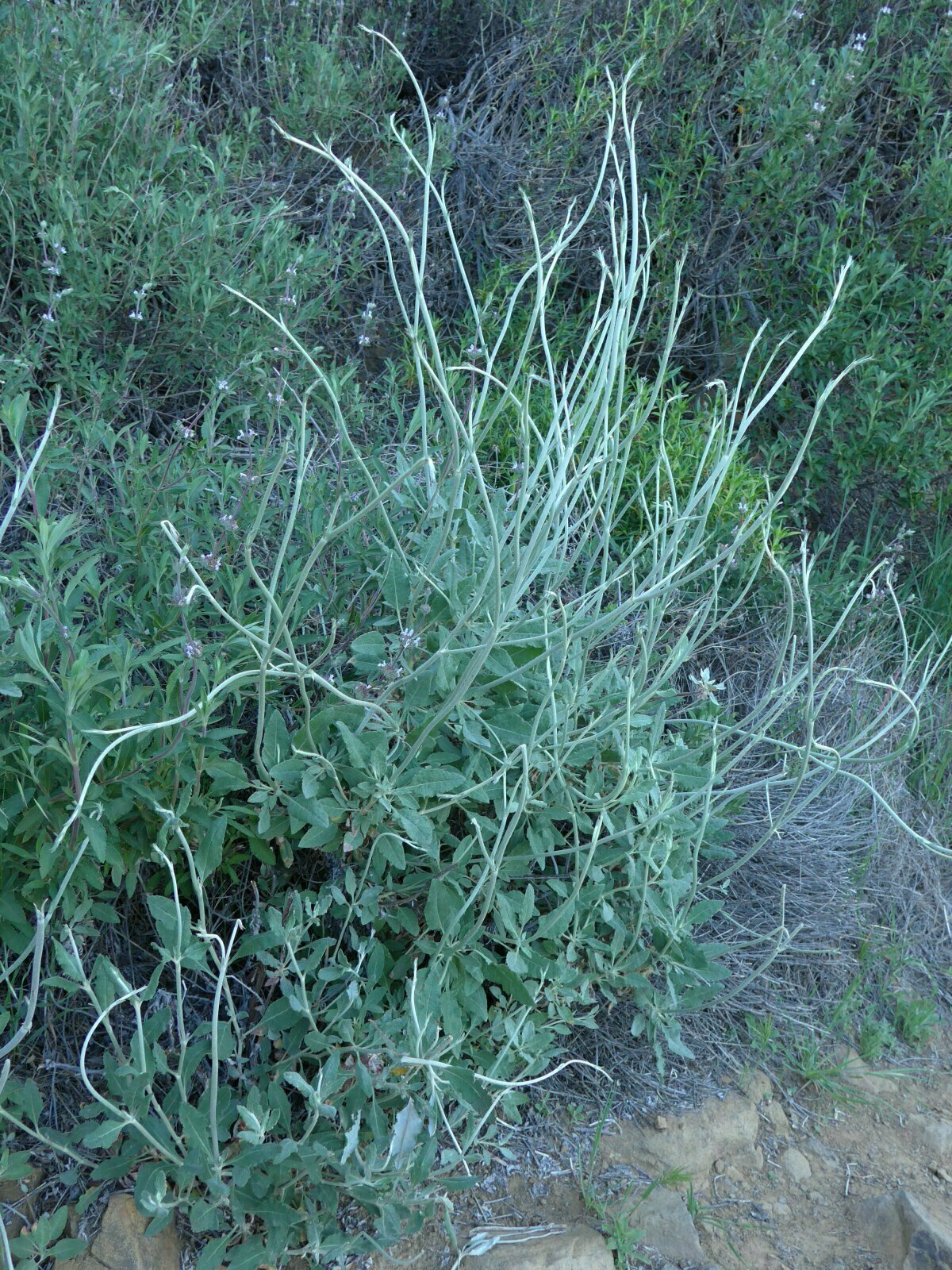 High Resolution Salvia apiana Bud